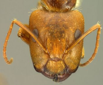 Media type: image; Entomology 21597   Aspect: head frontal view